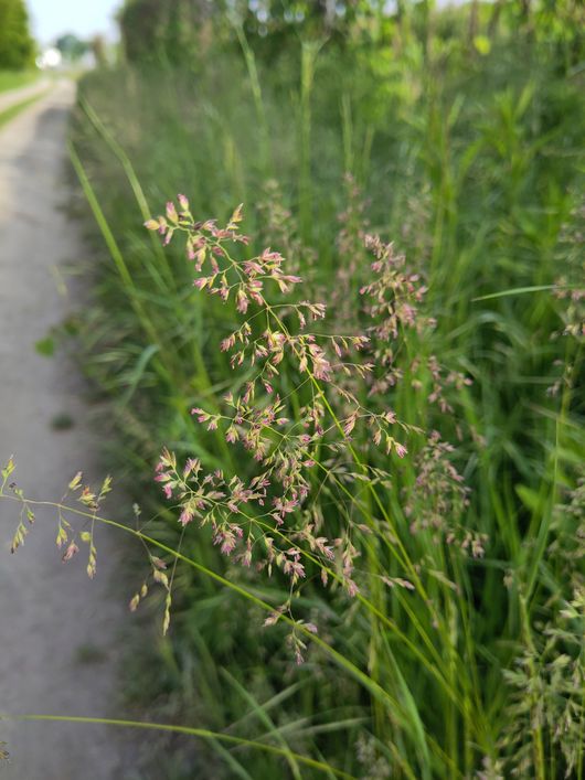 Wiesen-Rispengras