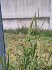 Blühendes Gras, Elymus sp.