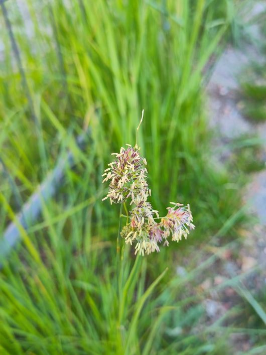 Knäuelgras