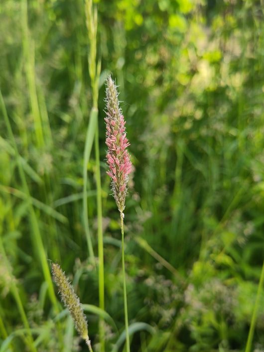 Wiesen-Fuchsschwanzgras